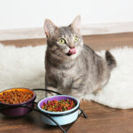 The Impact of High Fiber Cat Food on Feline Health