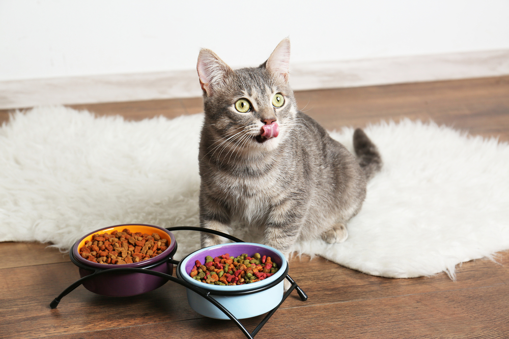 The Impact of High Fiber Cat Food on Feline Health