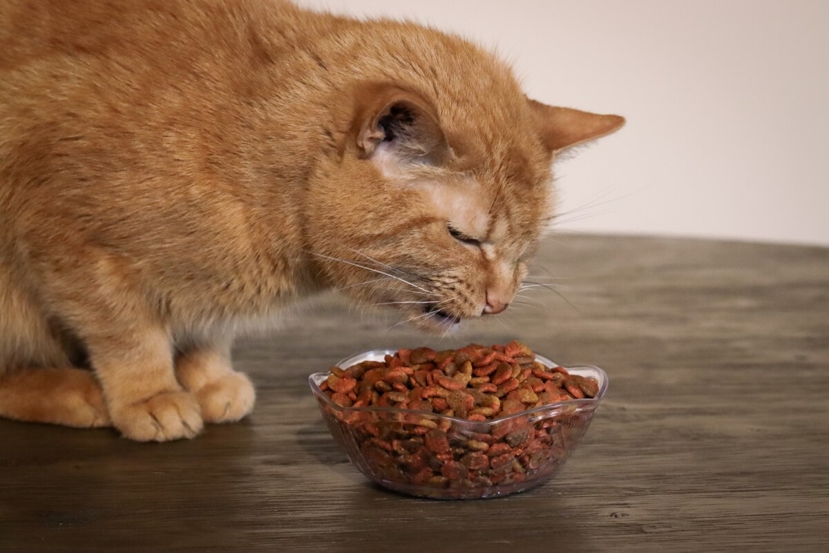 high fiber cat food
