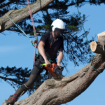 Eco-Friendly Tree Removal Solutions for Sustainable Landscaping