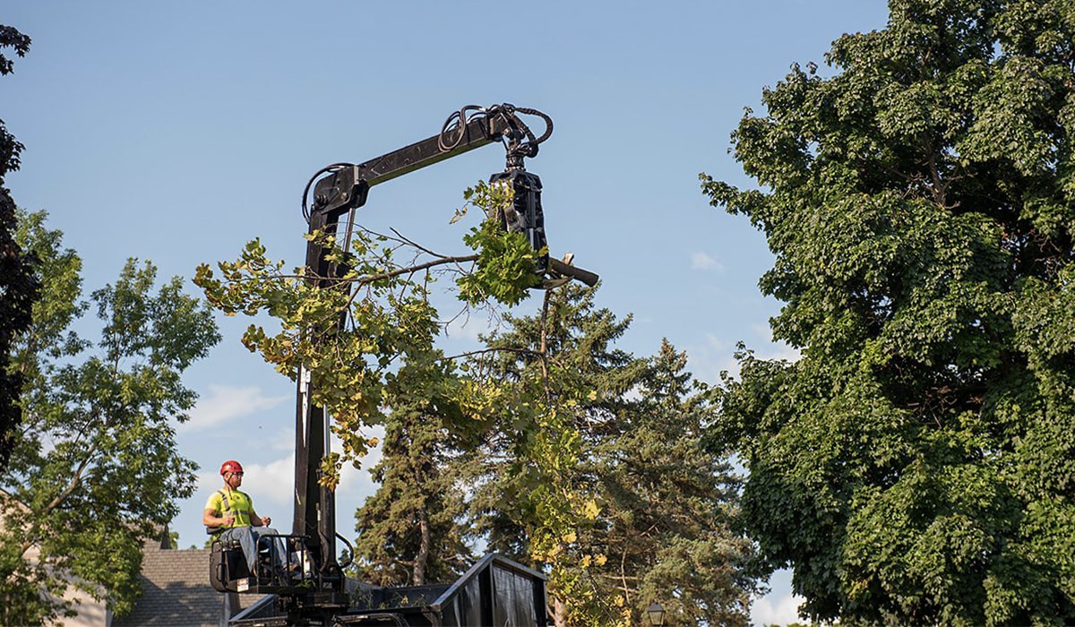 local tree service near me
