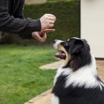 Best Family Dog