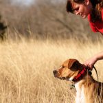 The vital role of grooming for the overall well-being of a pet