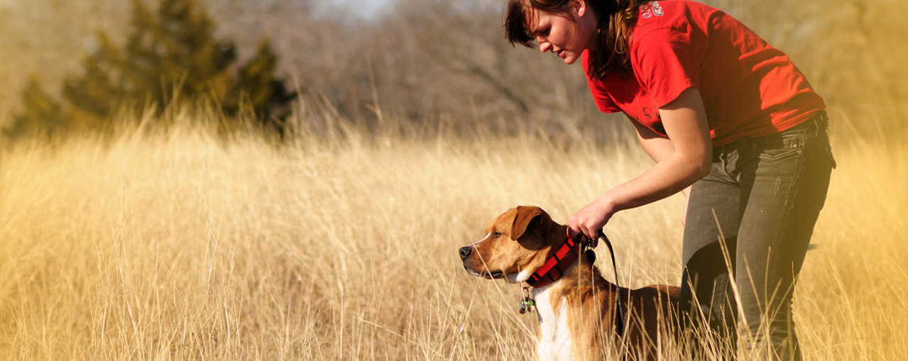 The vital role of grooming for the overall well-being of a pet